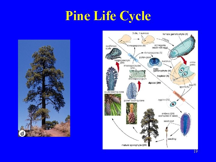 Pine Life Cycle 19 