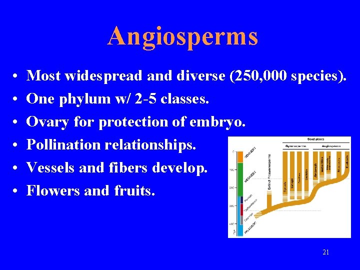 Angiosperms • • • Most widespread and diverse (250, 000 species). One phylum w/