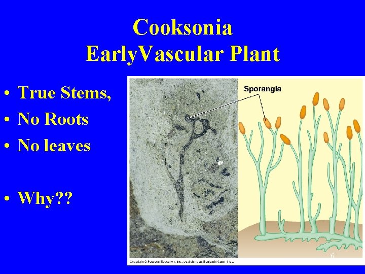 Cooksonia Early. Vascular Plant • True Stems, • No Roots • No leaves •