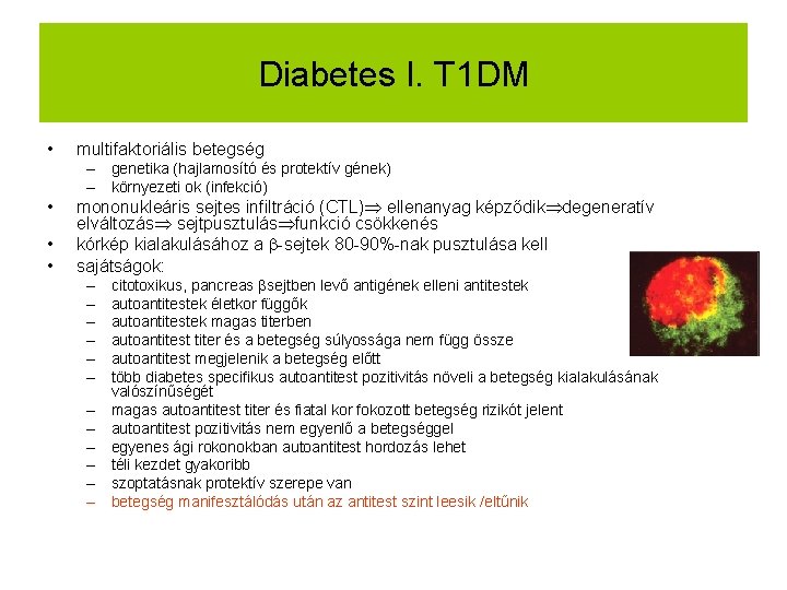 Diabetes I. T 1 DM • multifaktoriális betegség – genetika (hajlamosító és protektív gének)