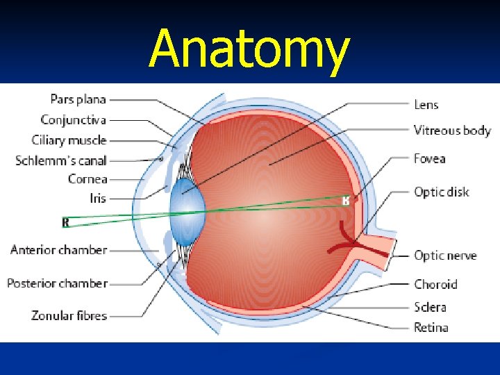 Anatomy 