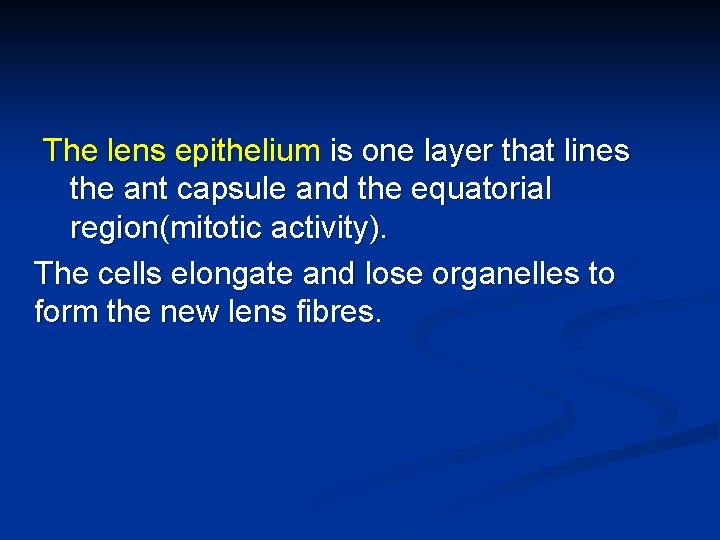 The lens epithelium is one layer that lines the ant capsule and the equatorial