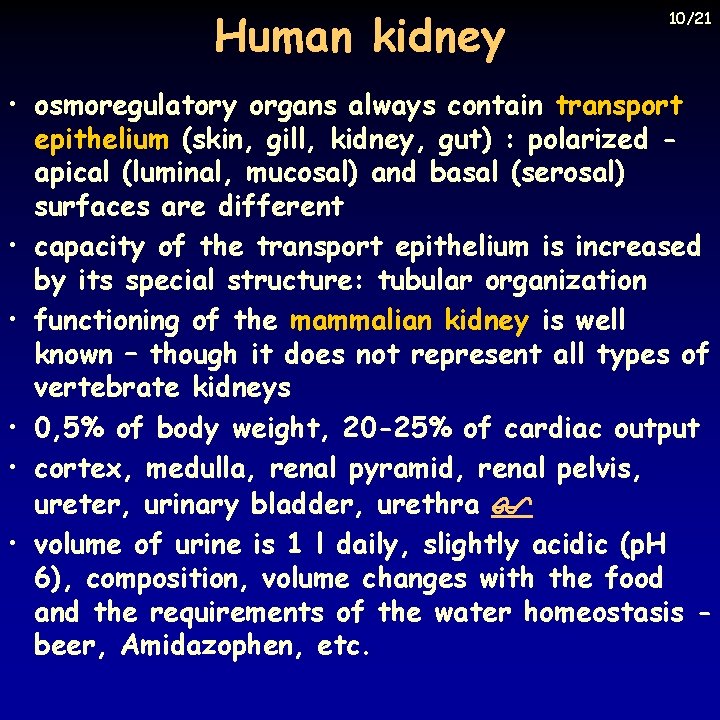Human kidney 10/21 • osmoregulatory organs always contain transport epithelium (skin, gill, kidney, gut)