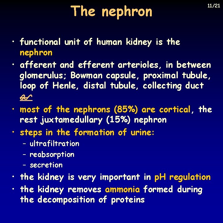 The nephron 11/21 • functional unit of human kidney is the nephron • afferent