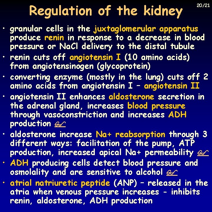 Regulation of the kidney 20/21 • granular cells in the juxtaglomerular apparatus produce renin