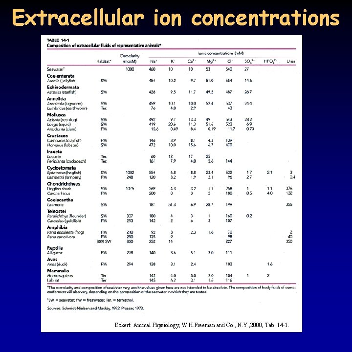 Extracellular ion concentrations Eckert: Animal Physiology, W. H. Freeman and Co. , N. Y.