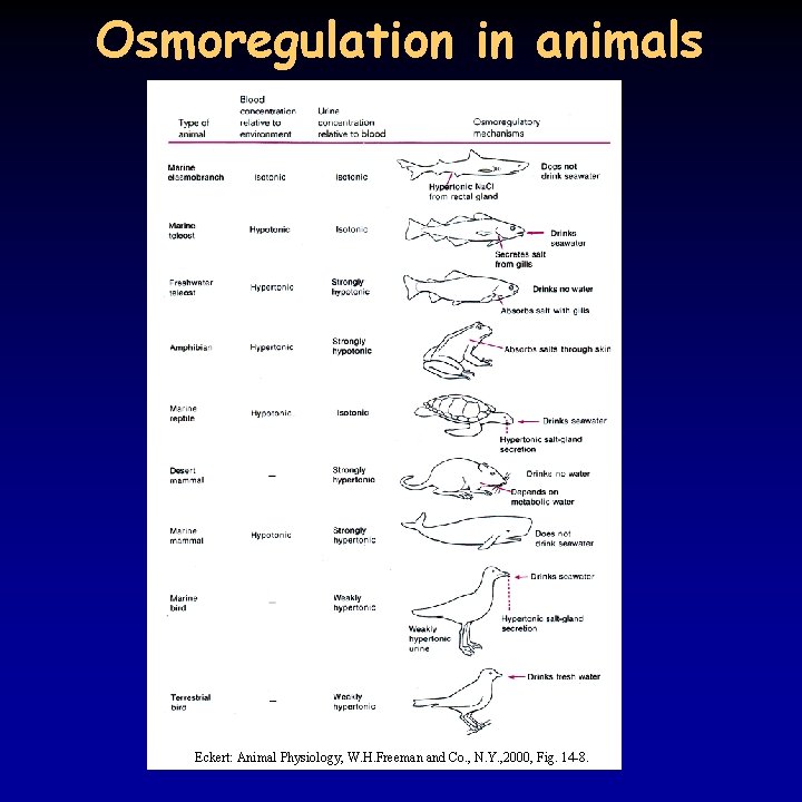 Osmoregulation in animals Eckert: Animal Physiology, W. H. Freeman and Co. , N. Y.