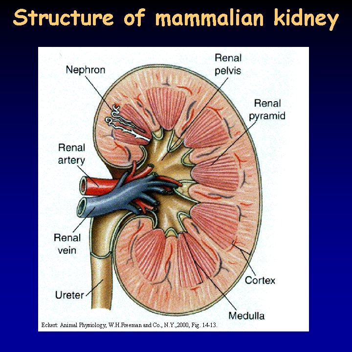 Structure of mammalian kidney Eckert: Animal Physiology, W. H. Freeman and Co. , N.