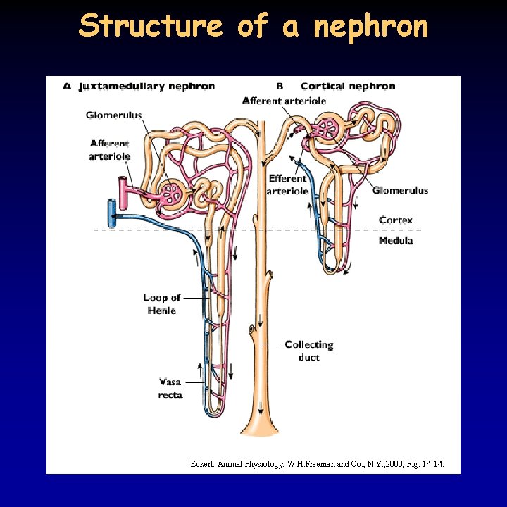 Structure of a nephron Eckert: Animal Physiology, W. H. Freeman and Co. , N.