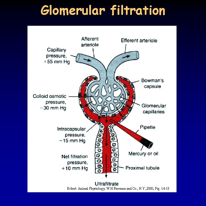 Glomerular filtration Eckert: Animal Physiology, W. H. Freeman and Co. , N. Y. ,