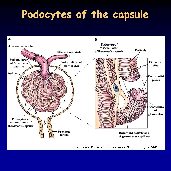 Podocytes of the capsule Eckert: Animal Physiology, W. H. Freeman and Co. , N.