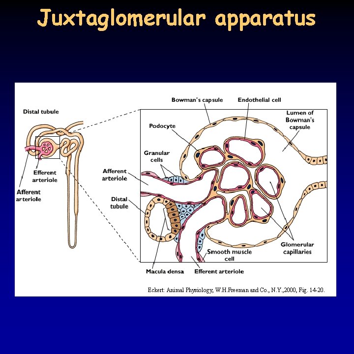 Juxtaglomerular apparatus Eckert: Animal Physiology, W. H. Freeman and Co. , N. Y. ,
