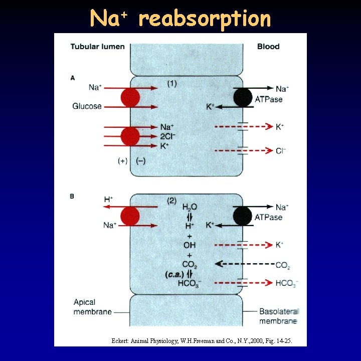 Na+ reabsorption Eckert: Animal Physiology, W. H. Freeman and Co. , N. Y. ,