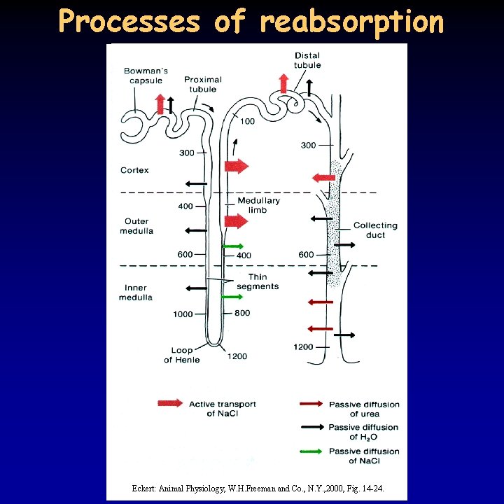 Processes of reabsorption Eckert: Animal Physiology, W. H. Freeman and Co. , N. Y.