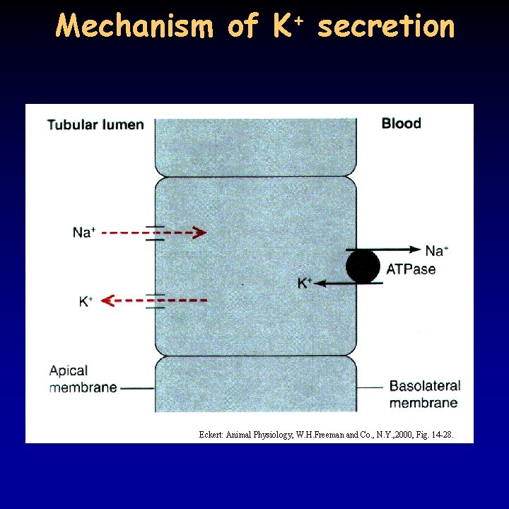 Mechanism of K+ secretion Eckert: Animal Physiology, W. H. Freeman and Co. , N.