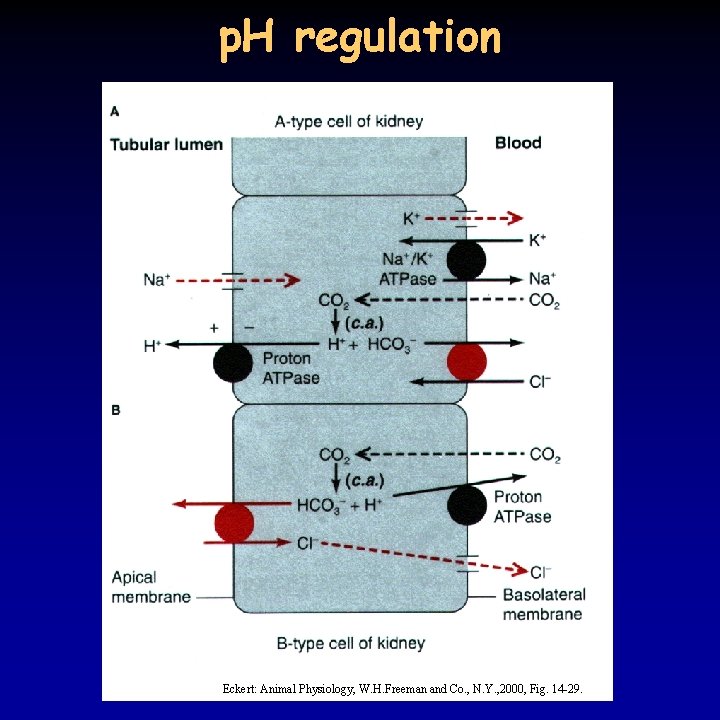 p. H regulation Eckert: Animal Physiology, W. H. Freeman and Co. , N. Y.