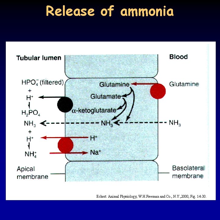 Release of ammonia Eckert: Animal Physiology, W. H. Freeman and Co. , N. Y.