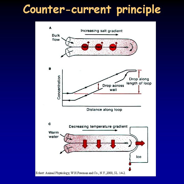 Counter-current principle Eckert: Animal Physiology, W. H. Freeman and Co. , N. Y. ,