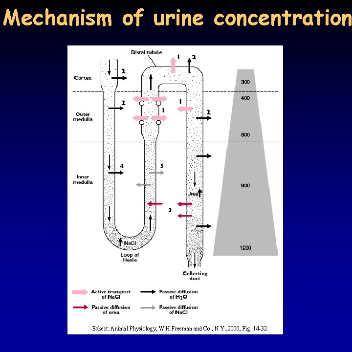 Mechanism of urine concentration Eckert: Animal Physiology, W. H. Freeman and Co. , N.