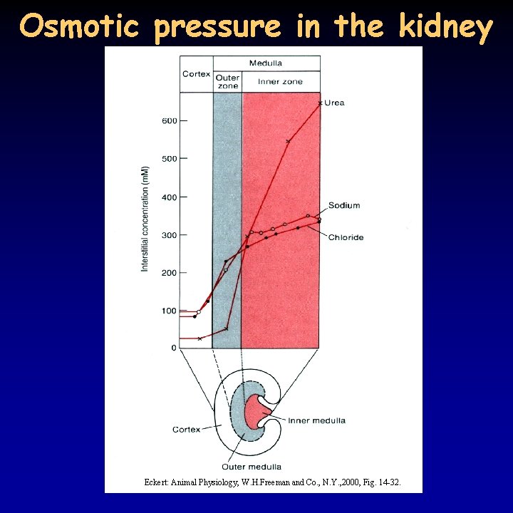 Osmotic pressure in the kidney Eckert: Animal Physiology, W. H. Freeman and Co. ,