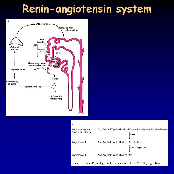 Renin-angiotensin system Eckert: Animal Physiology, W. H. Freeman and Co. , N. Y. ,