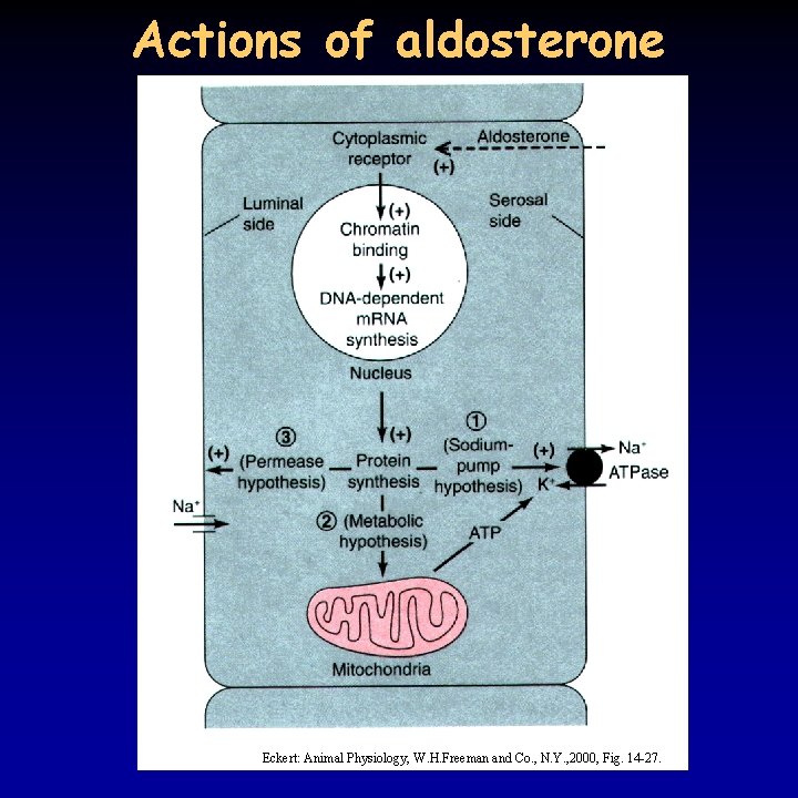 Actions of aldosterone Eckert: Animal Physiology, W. H. Freeman and Co. , N. Y.