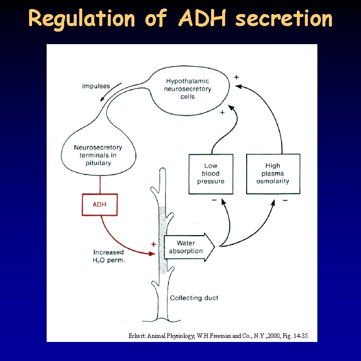Regulation of ADH secretion Eckert: Animal Physiology, W. H. Freeman and Co. , N.