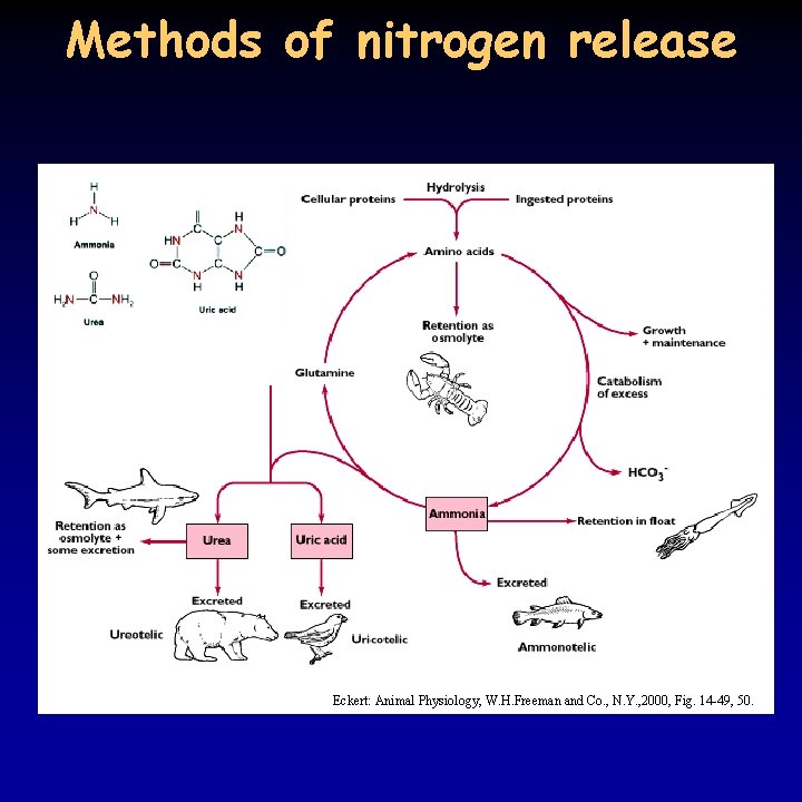 Methods of nitrogen release Eckert: Animal Physiology, W. H. Freeman and Co. , N.
