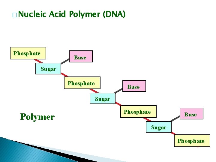 � Nucleic Acid Polymer (DNA) Phosphate Base Sugar Polymer Phosphate Base Sugar Phosphate 