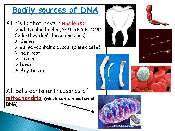 Bodily sources of DNA All Cells that have a nucleus: Ø white blood cells