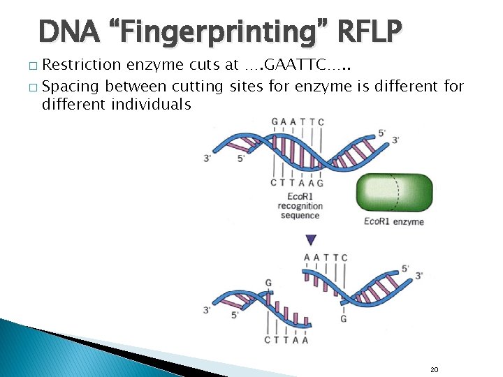DNA “Fingerprinting” RFLP Restriction enzyme cuts at …. GAATTC…. . � Spacing between cutting