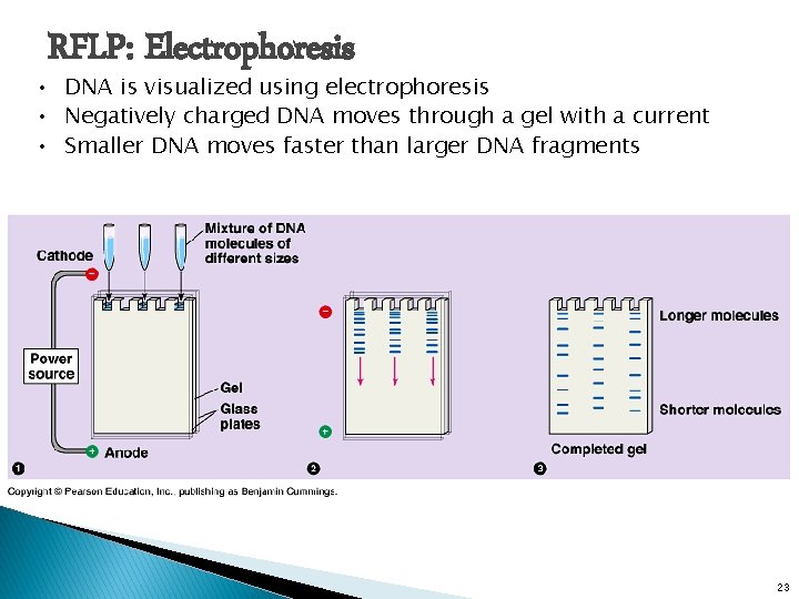 RFLP: Electrophoresis • DNA is visualized using electrophoresis • Negatively charged DNA moves through