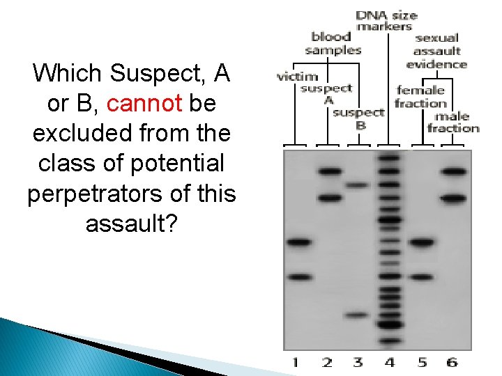 Which Suspect, A or B, cannot be excluded from the class of potential perpetrators