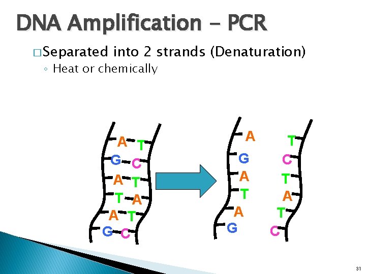 DNA Amplification - PCR � Separated into 2 strands (Denaturation) ◦ Heat or chemically