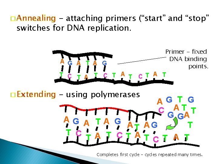 � Annealing - attaching primers (“start” and “stop” switches for DNA replication. A G