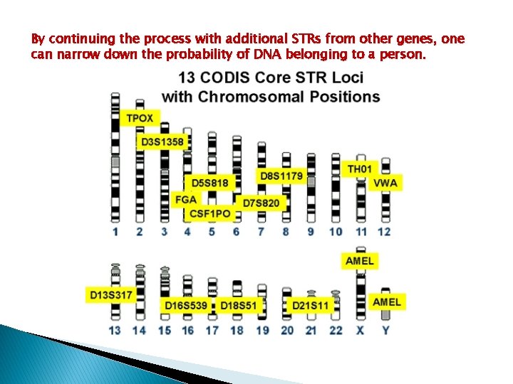 By continuing the process with additional STRs from other genes, one can narrow down