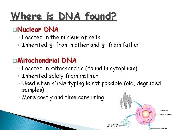 Where is DNA found? � Nuclear DNA ◦ Located in the nucleus of cells