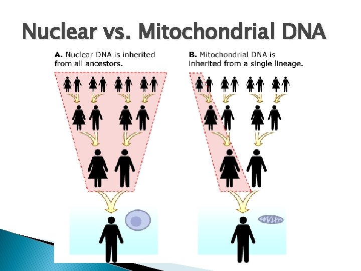 Nuclear vs. Mitochondrial DNA 