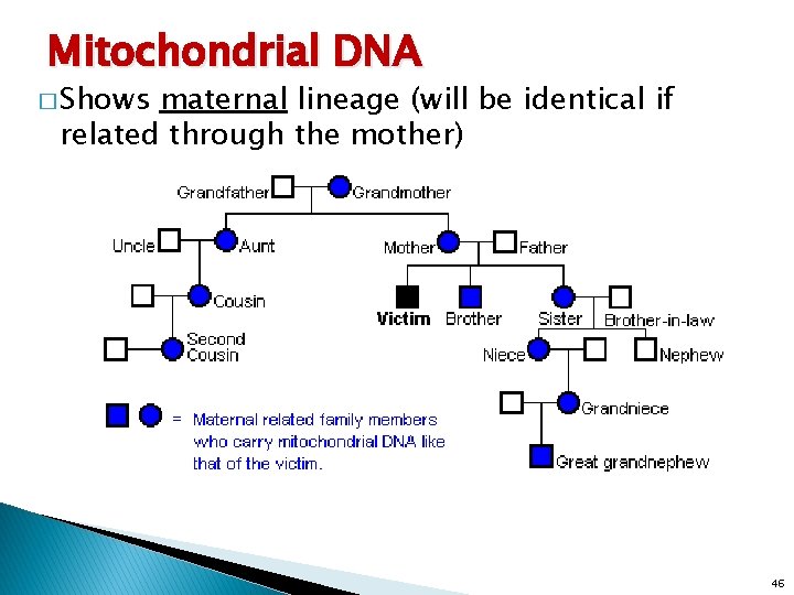 Mitochondrial DNA � Shows maternal lineage (will be identical if related through the mother)