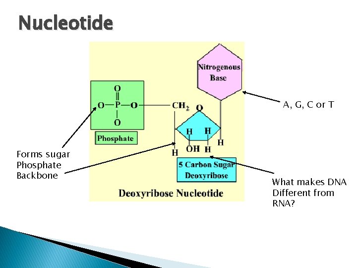 Nucleotide A, G, C or T Forms sugar Phosphate Backbone What makes DNA Different