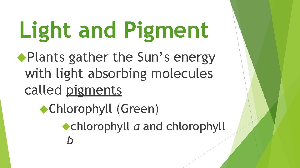 Light and Pigment Plants gather the Sun’s energy with light absorbing molecules called pigments