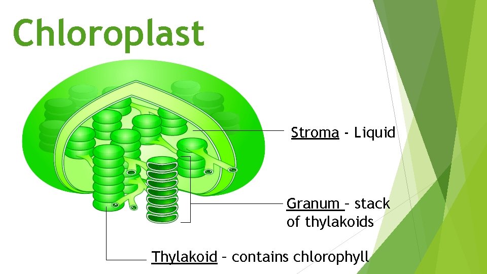 Chloroplast Stroma - Liquid Granum – stack of thylakoids Thylakoid – contains chlorophyll 