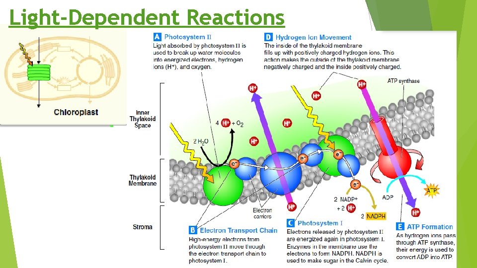 Light-Dependent Reactions 