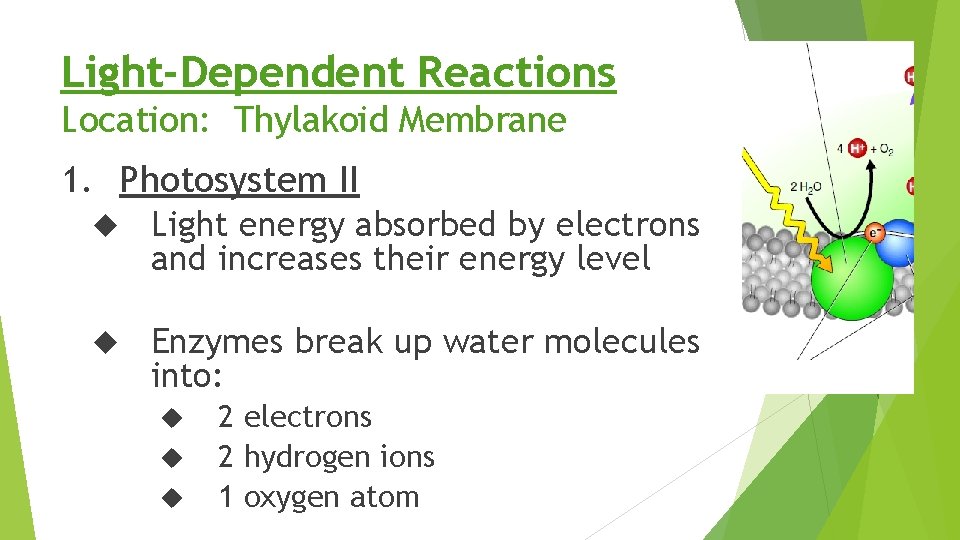Light-Dependent Reactions Location: Thylakoid Membrane 1. Photosystem II Light energy absorbed by electrons and
