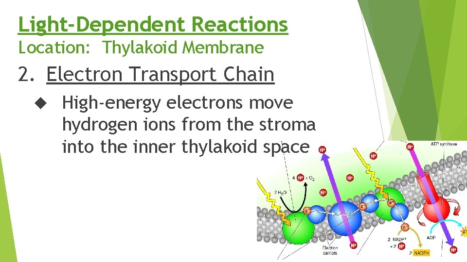 Light-Dependent Reactions Location: Thylakoid Membrane 2. Electron Transport Chain High-energy electrons move hydrogen ions
