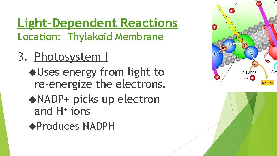 Light-Dependent Reactions Location: Thylakoid Membrane 3. Photosystem I Uses energy from light to re-energize