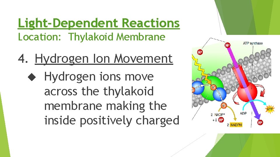 Light-Dependent Reactions Location: Thylakoid Membrane 4. Hydrogen Ion Movement Hydrogen ions move across the