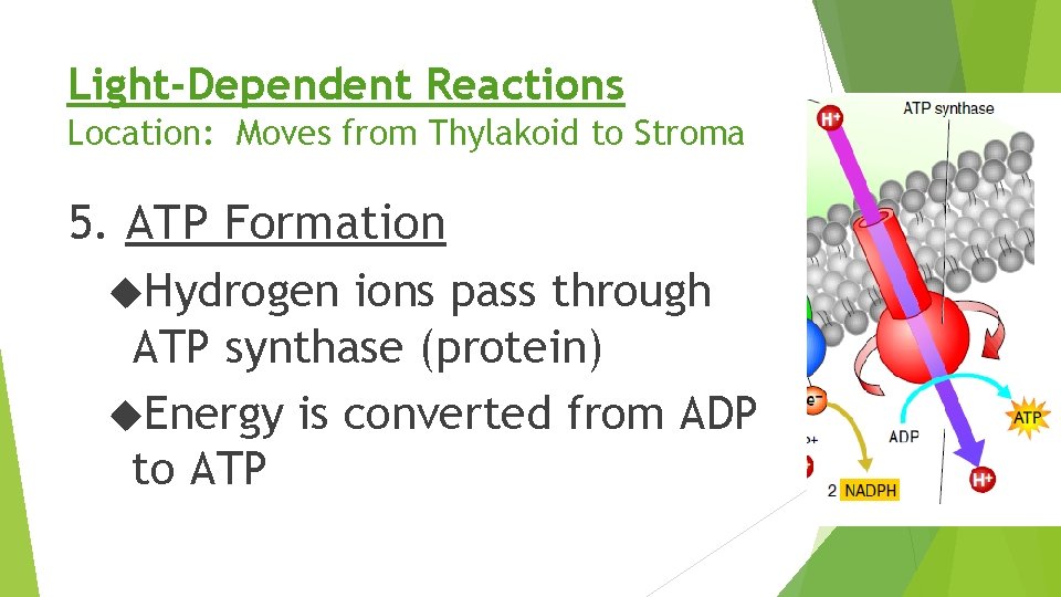 Light-Dependent Reactions Location: Moves from Thylakoid to Stroma 5. ATP Formation Hydrogen ions pass