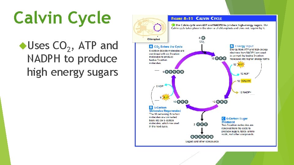 Calvin Cycle Uses CO 2, ATP and NADPH to produce high energy sugars 