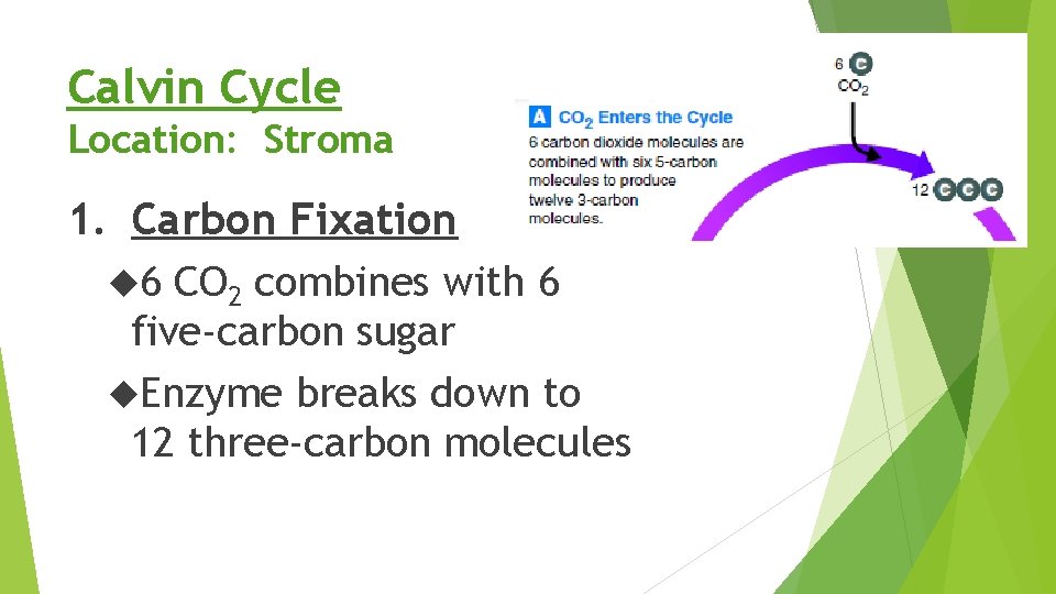 Calvin Cycle Location: Stroma 1. Carbon Fixation 6 CO 2 combines with 6 five-carbon